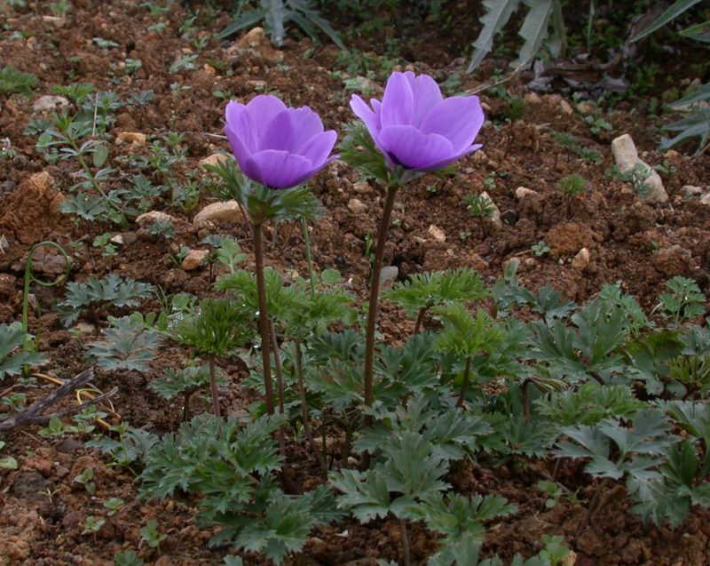 Anemone coronaria /  Anemone dei fiorai